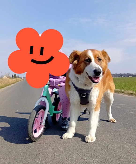 Benia szuka kochającego domku!