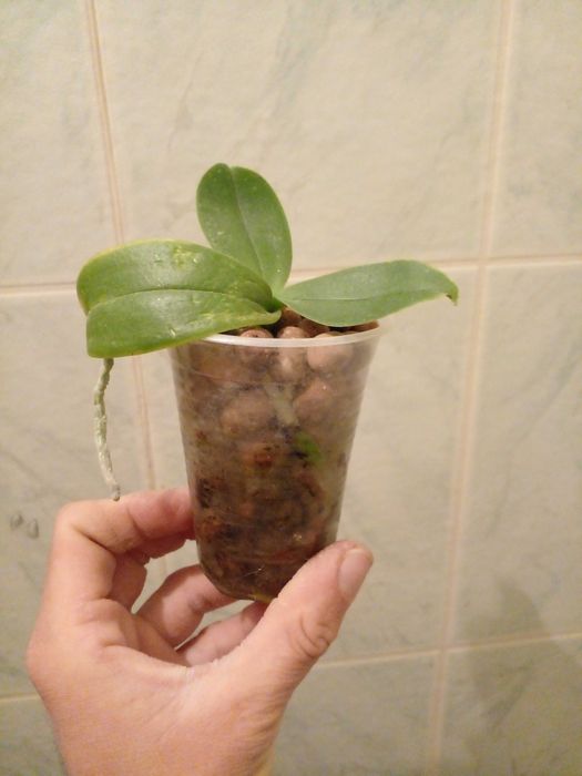 Обміняю орхідею фаленопсис