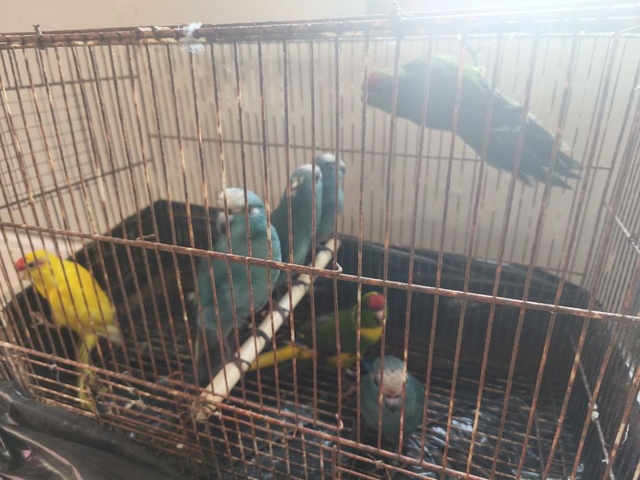 Kakarikis bonitos
