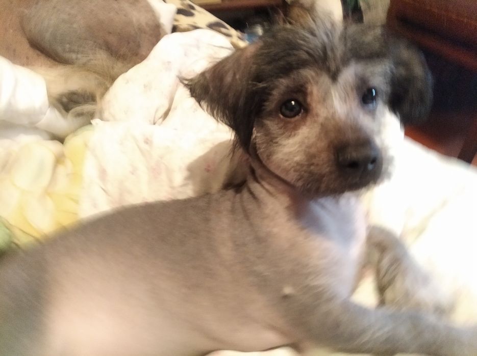 Китайская хохлатая,продам.