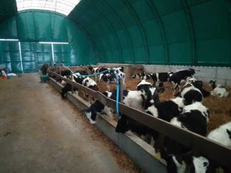 hala lukowa 16x50, obora na bydło, hala na bale, szerokości do 20 metr