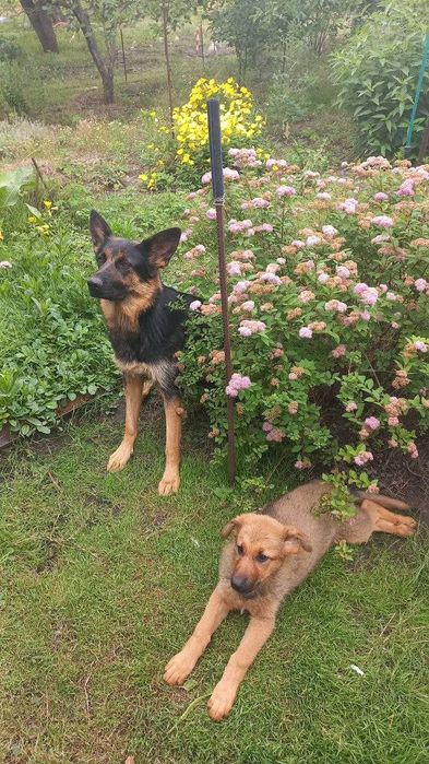 Продам цуценя німецької вівчарки