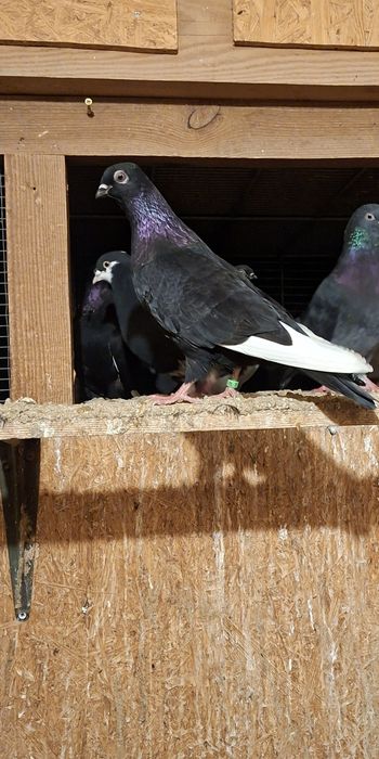 Gołębie czaposze, czarne-białoloty