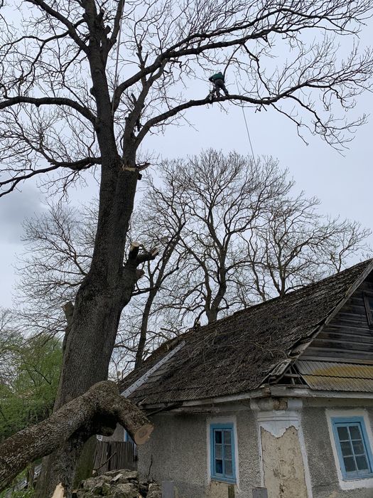 Арборістика валка дерев будь-якої складності