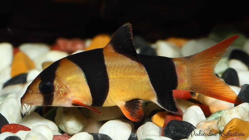 MISIEKZOO Bocje - Bocja Wspaniała tylko 18 zł