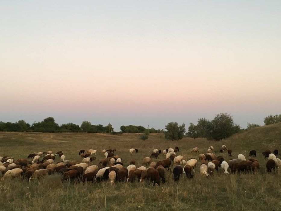 Продам баранов , валухов