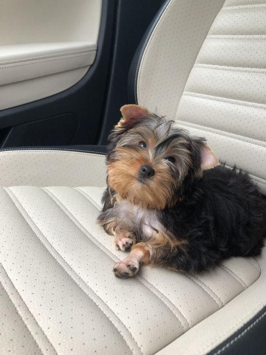 Йорки гарні та грайливі