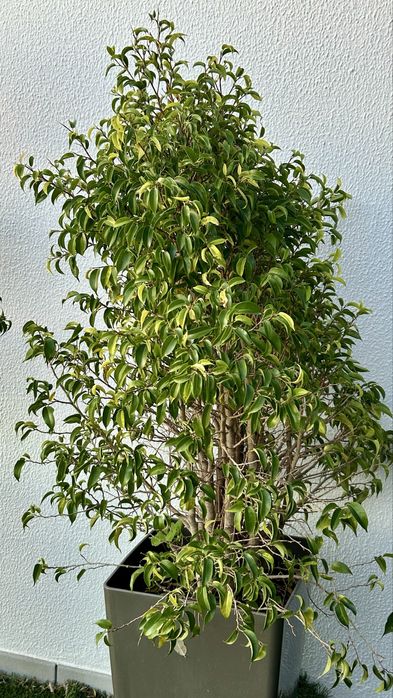 Planta Ficus benjamina com 90 cm