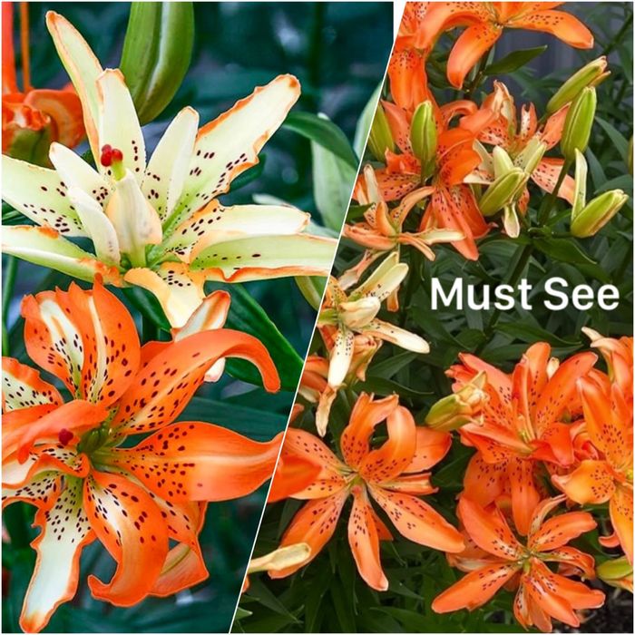 Лилия садовая ; Apricot Fudge; Амариллис-Гиппеаструм-комнатная Лилия