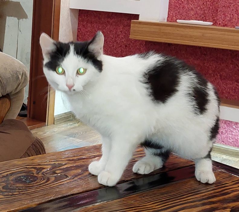 Котик в добрі руки