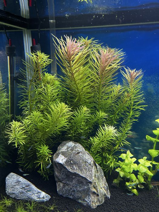 Limnophila aromatica - roslina do akwarium