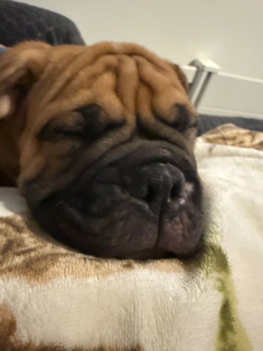 Buldog Kontynentalny