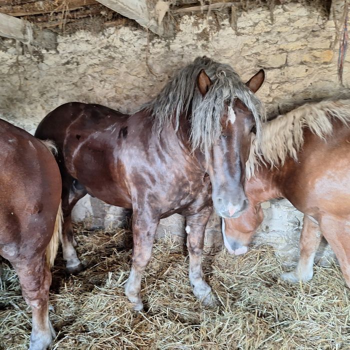 Sprzedam konie źrebaki kasztany Pilne .
