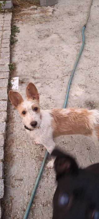 Milou disponível para adoção