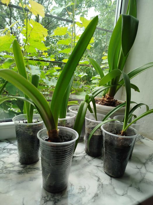 Гіппеаструми Амаранта, Арктік Німф, Канді Квін сортові