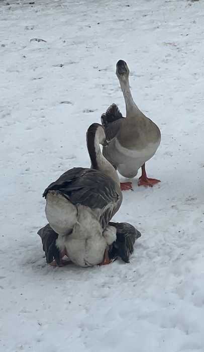 Молода Сім'я на стадо!