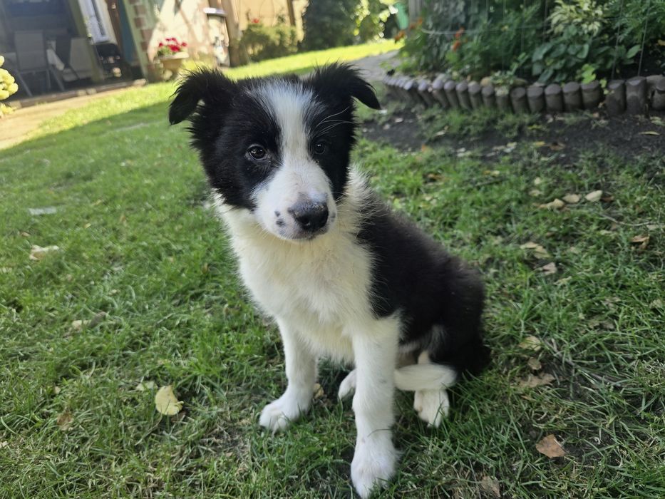 Border Collie ZKwP FCI