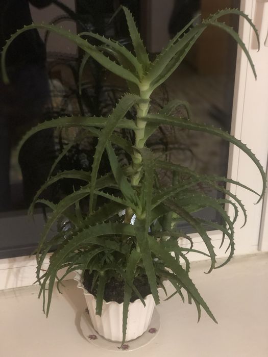 Продам Алое + горщик