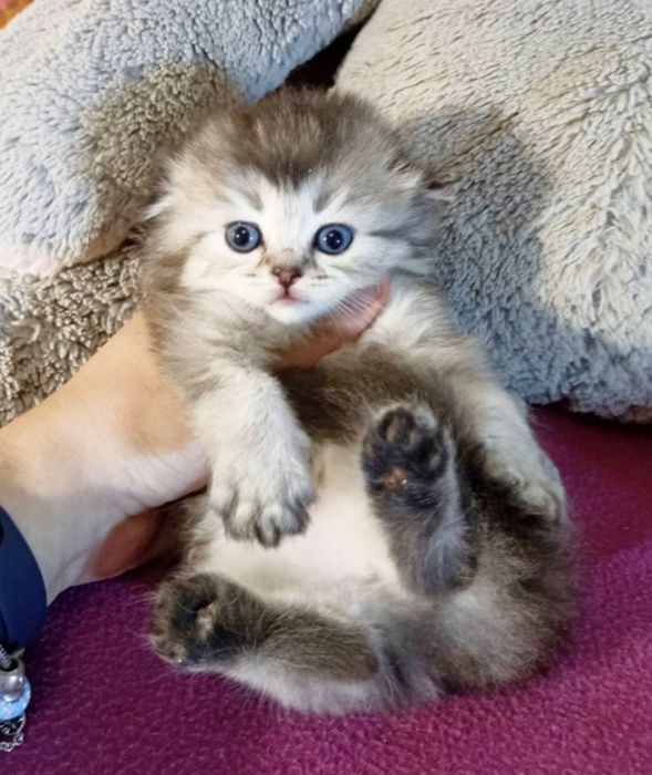Висловуха дівчинка. Кошеня. Котенок