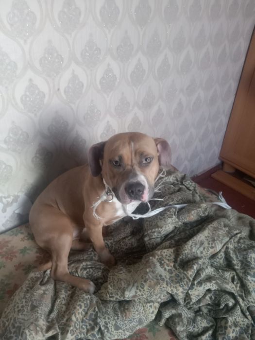 Стаф тер'єр чистокровний