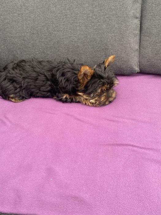 Yorkshire terrier miniatura