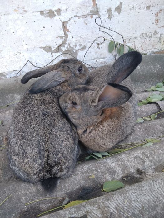 Продам кролів пара