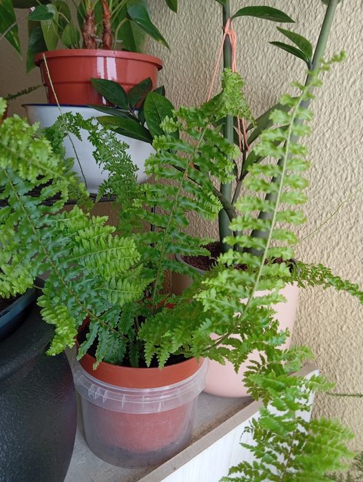 Plantas naturais 3 a 6 euros