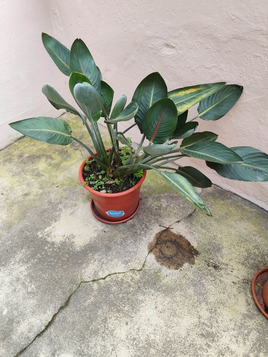 Vendo planta estrelicia com rebentos