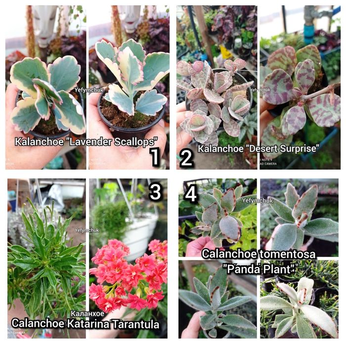 Каланхое різні сорти