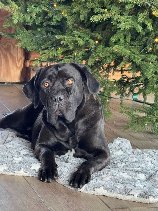 Piękny szary samiec Cane Corso ZKwP/FCI po Zwycięzcy Championów Raduno