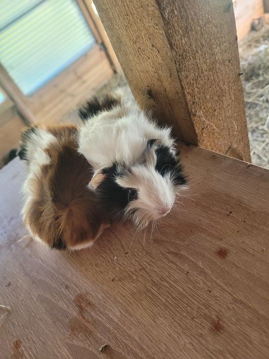 Świnki Morskie samce i samiczki