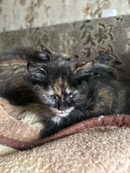 Кошенята безкоштовно