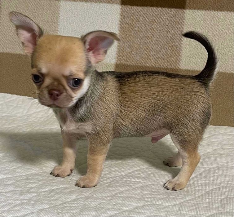 красавчик  чихуахуа