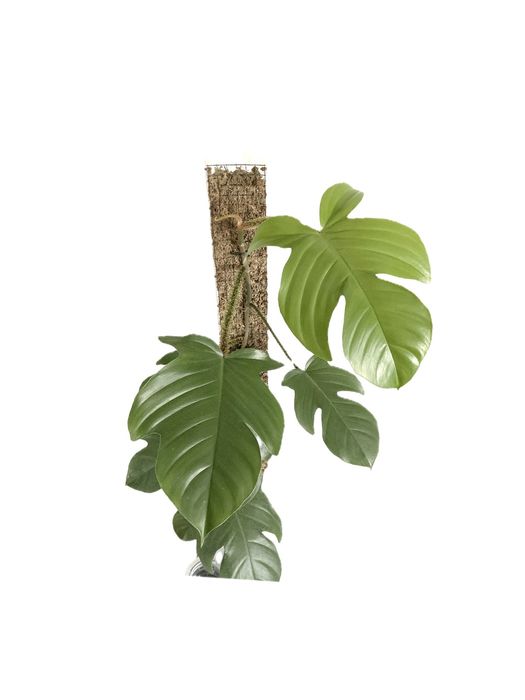 Palik XXL 50x5 z mchu sphagnum grow vertical