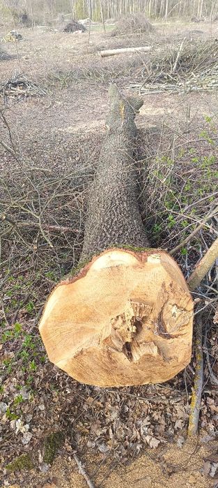 Kłoda dębu w całości