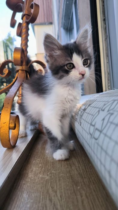 Кошенята в добрі руки