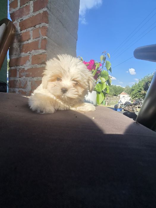 Sprzedam maltipoo
