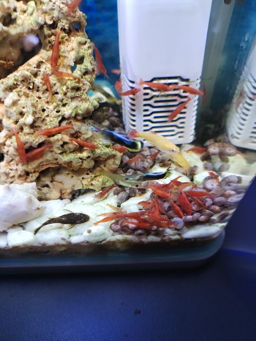 Krewetki red  cherry