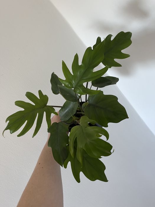 Philodendron Mayoi