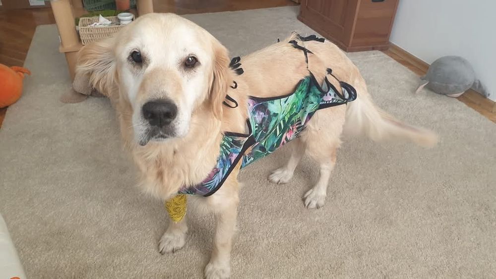 Frytka - golden retriever do adopcji