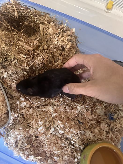 Gaiola de hamster completa