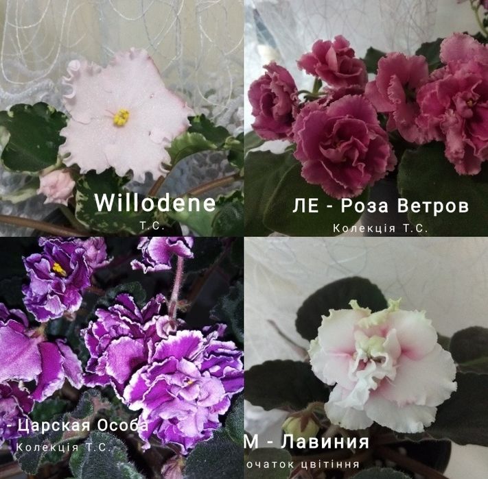 Сортові фіалочки фіалки