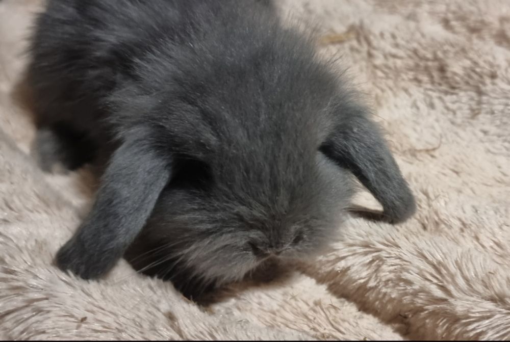 Coelhos anões mini lop