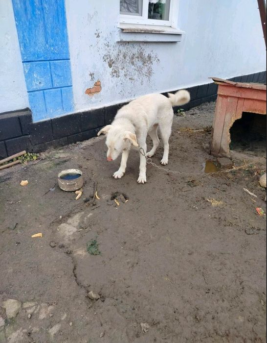Відам безкоштовно алабая не чістокровного