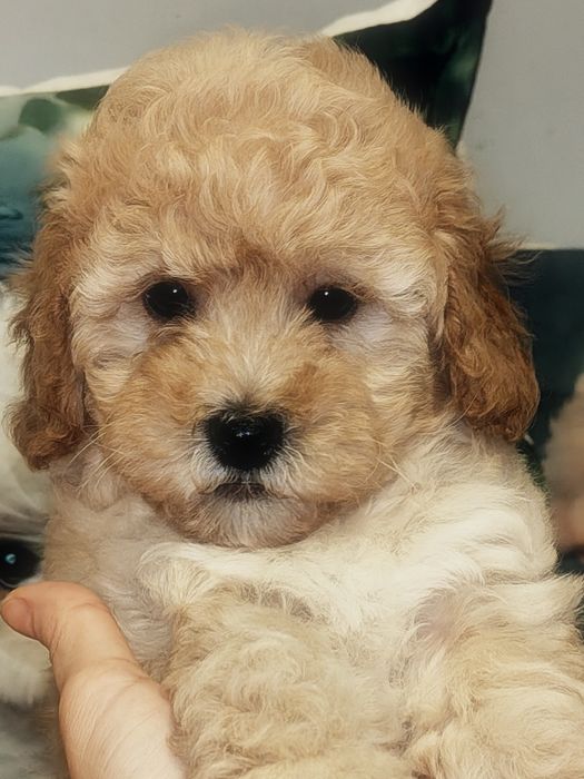 Śliczny piesek Maltipoo