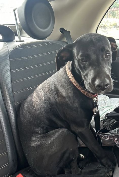 Cachorro para adoção responsável- URGENTEMENTE