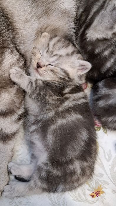 Котята Скотиш Фолд и Скотиш страйт