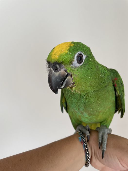 Papagaios amazonas ochrocephalas domesticados