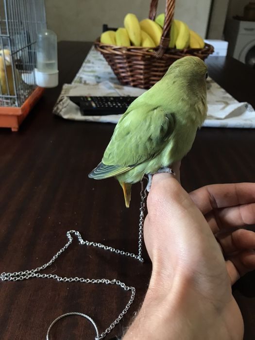 Corrente ave domesticada. (Envio grátis) Roseicollis Caturra Periquito