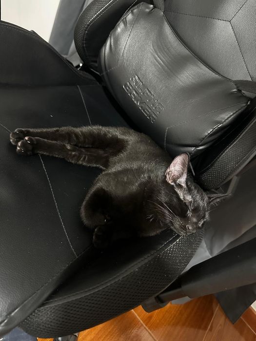 Gatinho bebé a dar